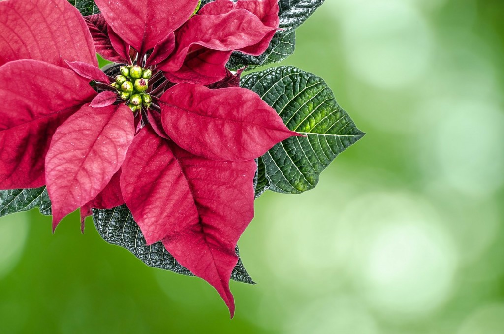 poinsettia